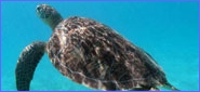caribschildpad